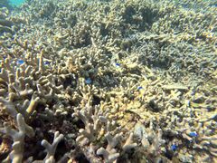 �Ί_�� ADVENTURE PiPi�̎ʐ^2