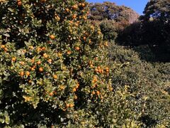 ��q�I�����W�Z���^�[�@�I�����W���L�����v��̎ʐ^1