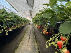 �z���e�B�L�˂̎ʐ^1