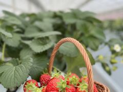 Strawberry Minori�̎ʐ^2