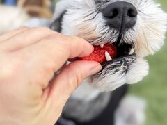 Strawberry Minori�̎ʐ^3