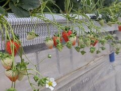 �������t�@�[���@�ӂ��ނ�̎ʐ^1