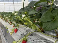 ���t䕉��̎ʐ^1