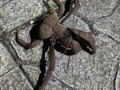 ���ނ��ނ����MONKEY NAVY�ւ̓��e�ʐ^1