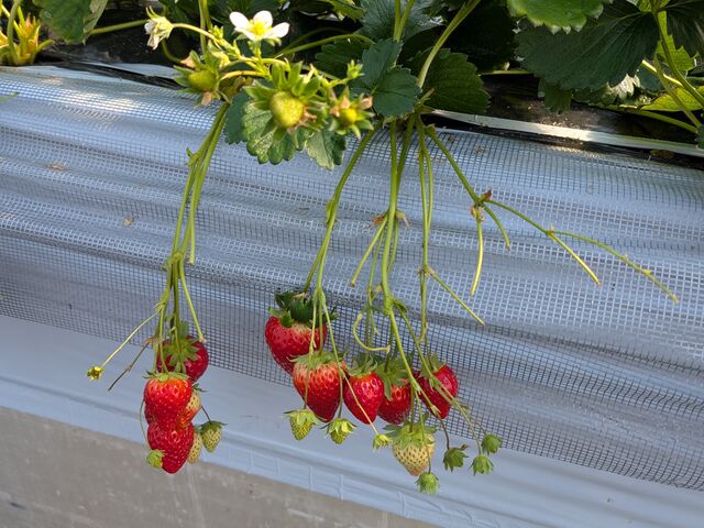 ��Ȃ�̂�����_�͂�Ȃt�@�[��