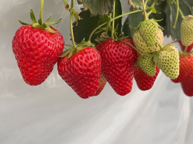 �^���ԂɎ�������Ԃ�̂������΂���_�������̂���ۂ݂�