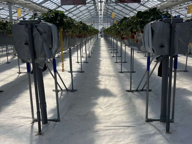 �n�E�X�̒�_RF�t�@�[��