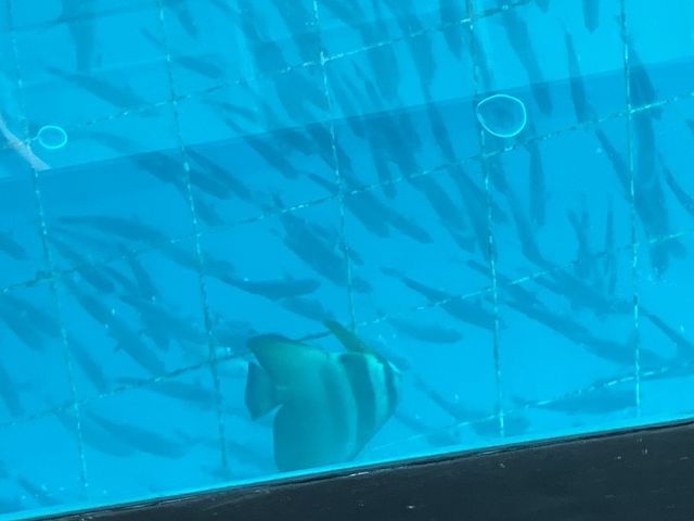 ����_�g�b�v�}�����c�g