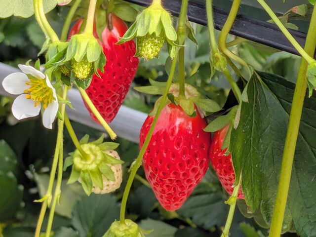 �傫��䕂���R�Ȃ��Ă��܂����B_�����_��