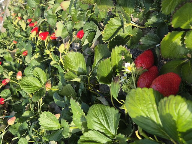 �s�J�s�J�̂�����_�܂邵�Δ_��