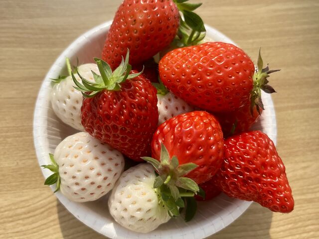 �V�g�̂�����_�΂΂����t�@�[��