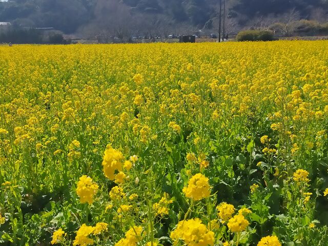 �؂̉Ԕ�_����Ή���