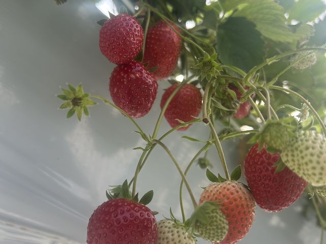 �����������ɏn�ꂽ���������������񂠂�܂����B_���񂫔_�� ��R�_��