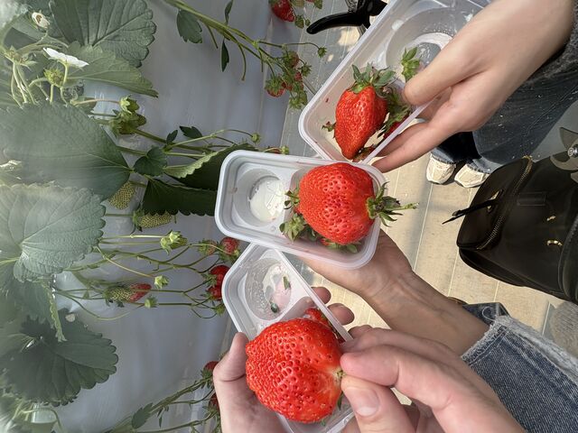 くぼいちご園】予約・アクセス・割引クーポン - じゃらんnet