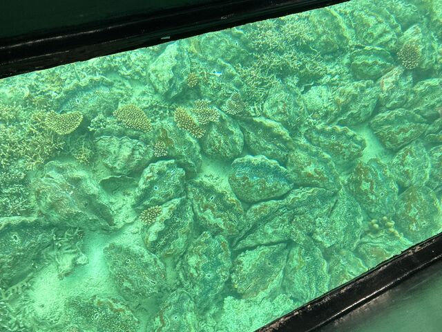 �V���R�K�C_�܂��͂������邭��