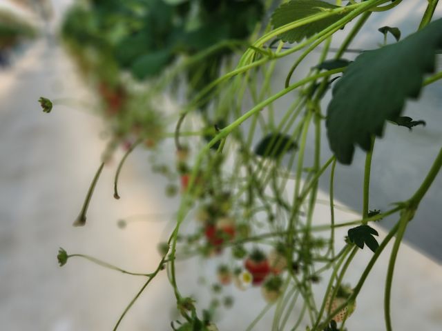 �{�݂̓L���C�ł������A�̐S�̃C�`�S�̖����c�O�ł����B
_�t�@�[������� �É͓X