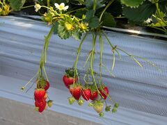 �Ƃ��Ƃ�����̂͂�Ȃt�@�[���ւ̓��e�ʐ^1