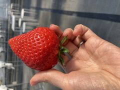 ����_���̎ʐ^1