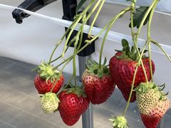 ����_���̎ʐ^2