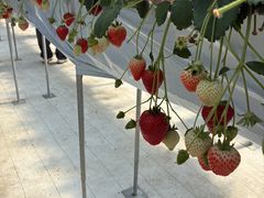 Rossa berry�̎ʐ^1