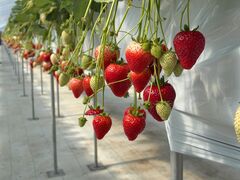 Rossa berry�̎ʐ^2