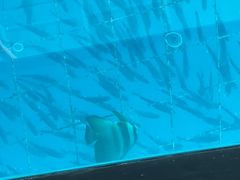 �g�b�v�}�����c�g�̎ʐ^1