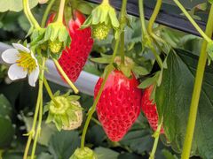 �����_���̎ʐ^1