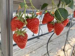 �݂̂�_���̎ʐ^1