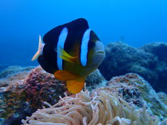 �����C�g�Ί_���_�C�r���O�V���b�v�̎ʐ^1