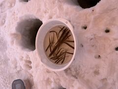 �A�[�X�A�E�g�h�A�c�A�[�Y �D�y�X�̎ʐ^1