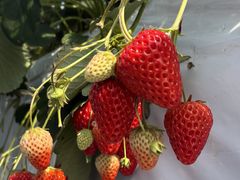 ���N���߂�������̂�������䕉��ւ̓��e�ʐ^1