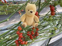 ����ǂ��E�E�H�[�^�[�E�t�@�[���̎ʐ^2