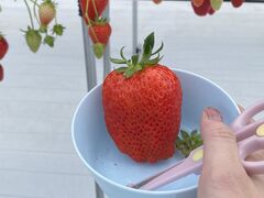 �Ƃ�����̃X�g���N�X�K���e���ւ̓��e�ʐ^1