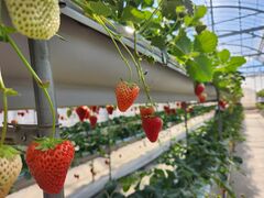 �R��FUJI�t���[�c�p�[�N�̎ʐ^1