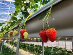 �R��FUJI�t���[�c�p�[�N�̎ʐ^2