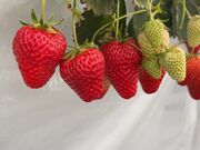 ���Ƃ�����̂������̂���ۂ݂��̓��e�ʐ^1