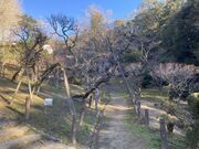 �E�b�L�[����̐��c�R�����̔~�̓��e�ʐ^1