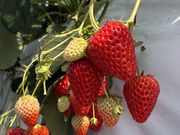 ���N���߂�������̂�������䕉��̓��e�ʐ^4