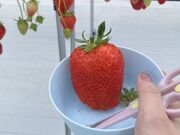 �Ƃ�����̃X�g���N�X�K���e���̓��e�ʐ^1