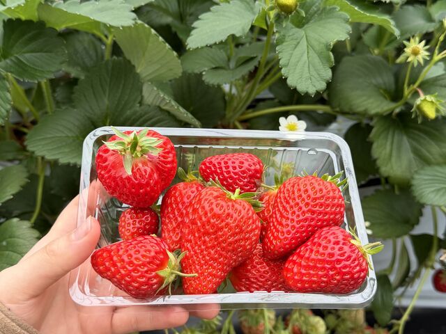 �嗱�C�`�S�I_��������farm