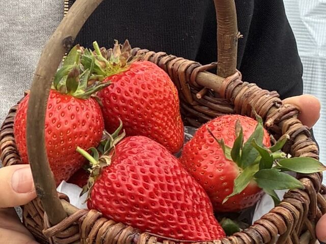 �܂��邳��̂�������䕉��̓��e�ʐ^1