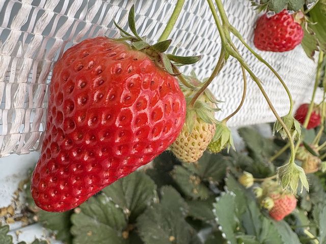 ����_�����t�@�[��