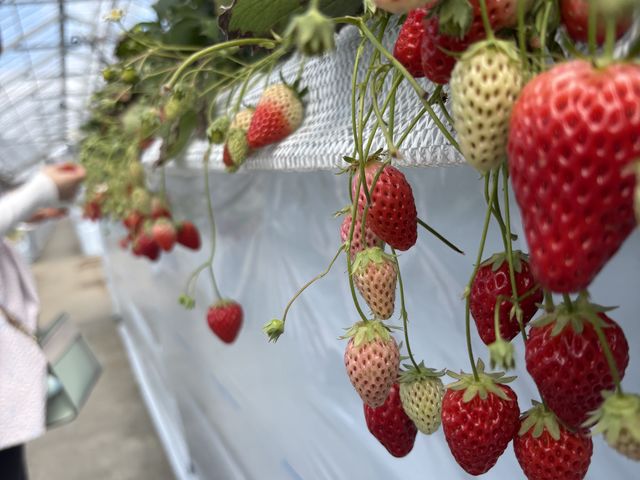 �����_�����t�@�[��