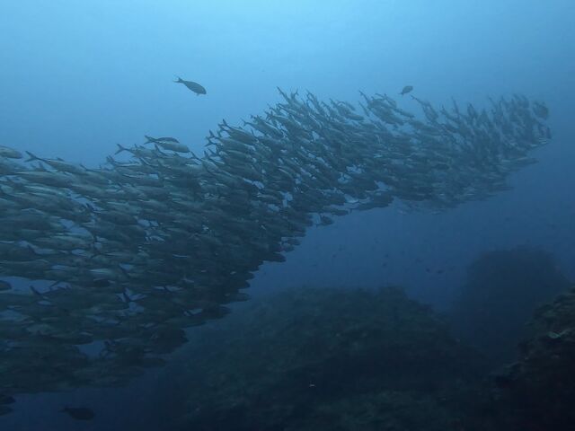 3�N�ڂ̉��i�Ǖ��A���҂𗠐؂炸�M���K��������܂����B
�����̃M���K���͓V���ɓo���čs���悤�ł��B_GT�_�C�o�[�Y���i�Ǖ���