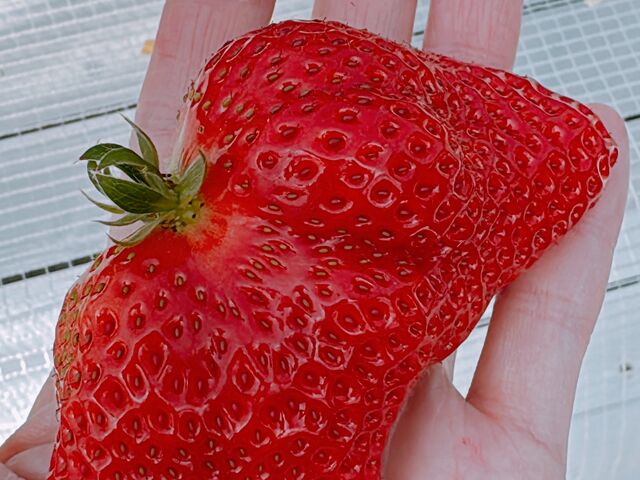 �I�o�P䕂�����������񂢂܂�����_�@���������t�@�[��