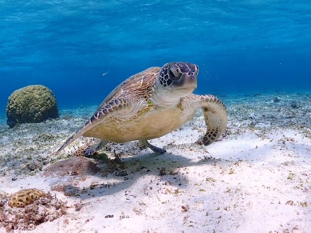 �l���ň���Y��Ȃ��̂������Ǝv�����炢�A�Y��ȊC�ł���_�ɗǕ����c�A�[�@�}�J�i