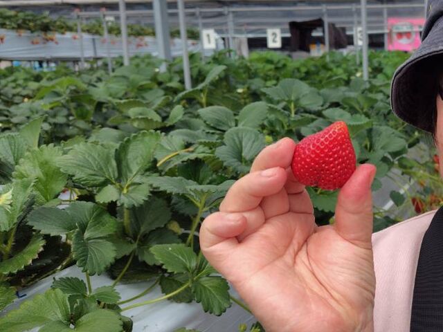 �C�`�S���̂͊Â��Ĕ������������ł�
�ł��c���̏��c�C���C���ł���(��)_��������x���[�n�E�X