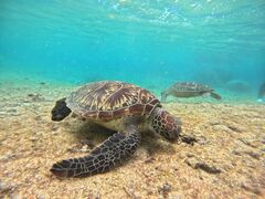 OKIDOKI�}�����c�A�[�{�Ó��̎ʐ^1