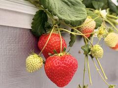 RF�t�@�[���̎ʐ^1