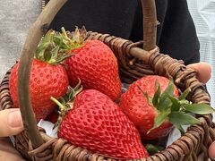 �܂��邳��̂�������䕉��̓��e�ʐ^1